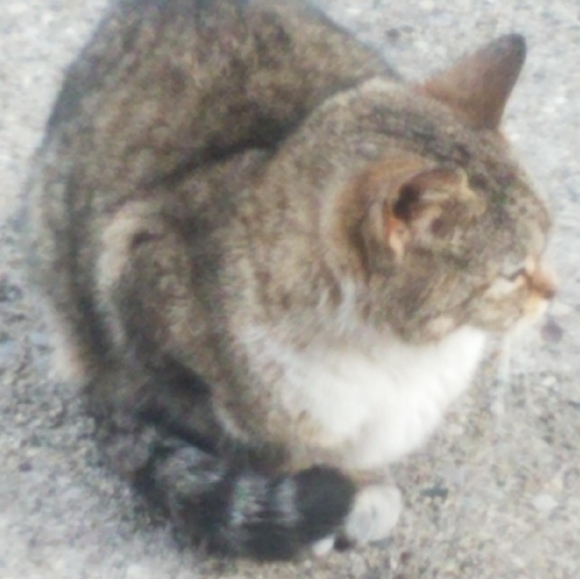 Meet your Posher....💖🐱 - Picture 10 of 10